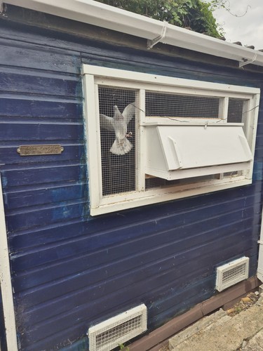 Shed used pre - shed,