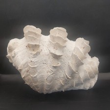 GIANT FLUTED CLAM SHELL SEA