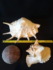 Antique Giant Spider Conch