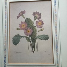 Pierre Joseph Redoute Limited