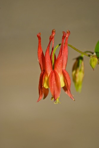 Aquilegia canadensis