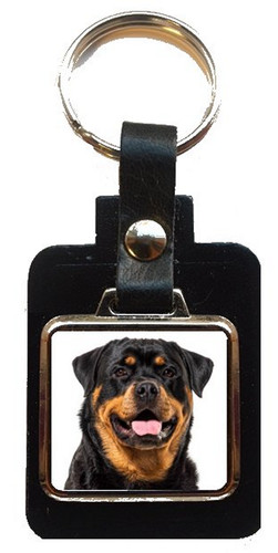 Rottweiler dog black - rottweiler,