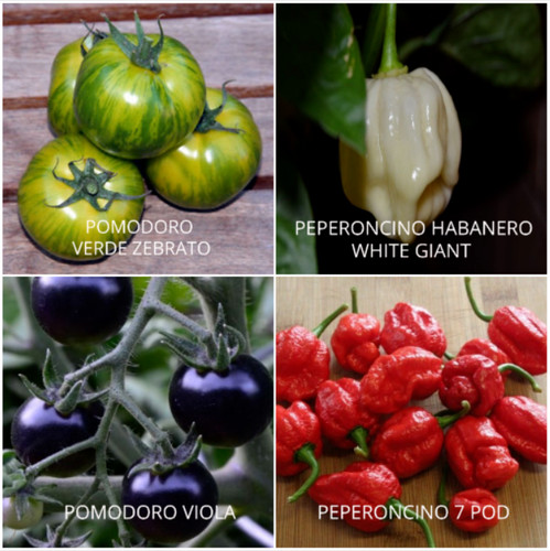 105 tomato and chilli - chilli, seeds