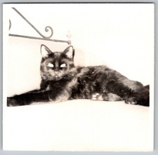 Vtg B&W Snapshot Black Cat
