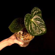 Anthurium 'David Portilla