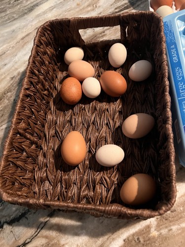 Hatching eggs - hatching,