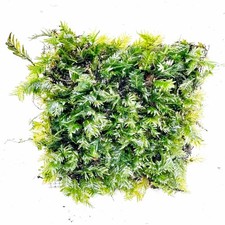 LIVE AQUARIUM MOSS PLANTS /
