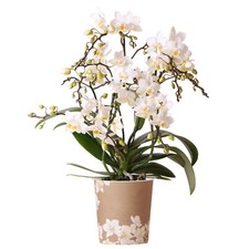 Orchid Phalaenopsis Liberty White Moth Orchid Real Indoor House Plant in Pot