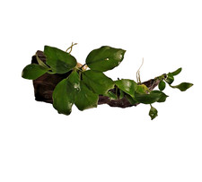 Anubias Nana Petite on Bogwood