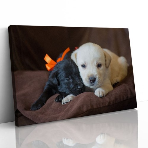Cute labrador puppies close - labrador,