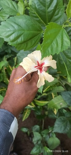 Hibiscus off white - off,