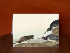 Purple Sandpiper - Art Print Card, A5