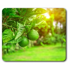 Computer Mouse Mat - Citrus Fruits Lime Tree Fruit Office Gift #16699