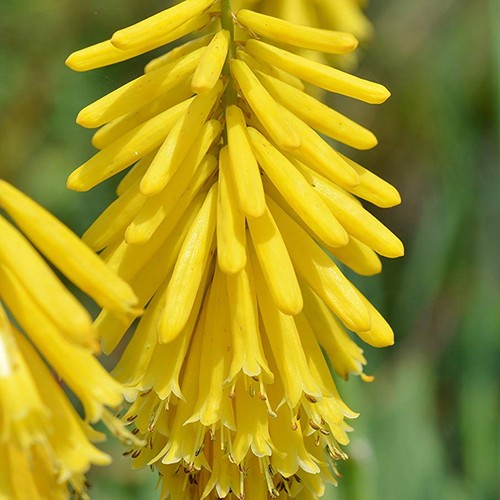 Kniphofia lemon popsicle - 'lemon, popsicle'