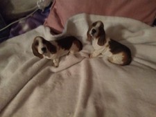 Pair Of Sitting Basset Hound