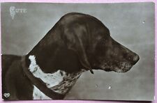 VINTAGE DOG POSTARD GERMAN SHORT HAIRED POINTER C.1910/20 GOOD CONDITION