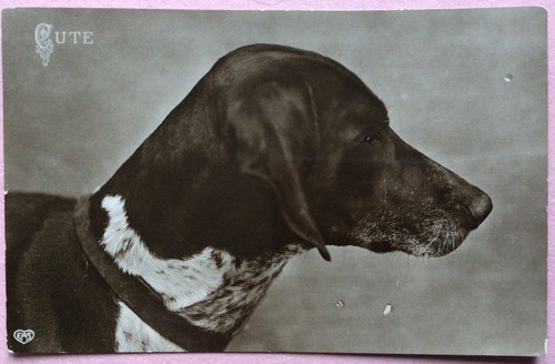 Vintage dog postard german - vintage,