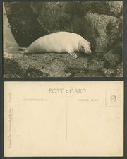 Sea Lion Seal Animal Old Real
