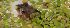 Duckweed 1 x large - g,