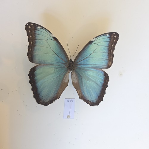 Morpho peleides insect - morpho,