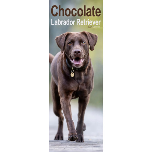 Chocolate labrador slim 2027 - ,