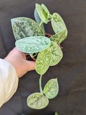 Scindapsus silvery Ann pot