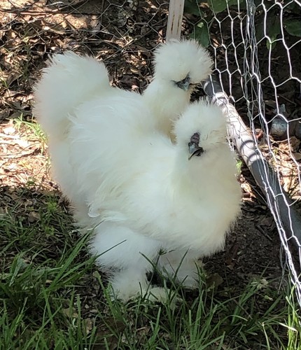 Silkie hatching eggs - hatching, 12+