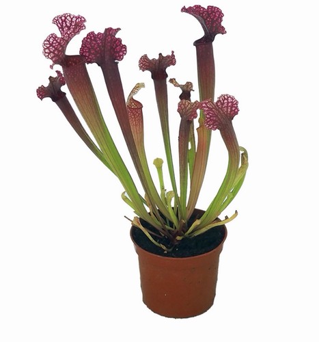 Sarracenia leucophylla - leucophylla, x