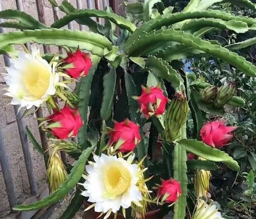 Stock dragon fruit pitaya - fruit,