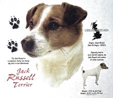 Jack Russell Smooth Coat New