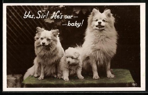 Pomeranian pair with puppy - , on