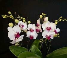 Phalaenopsis Pink Lip. 2