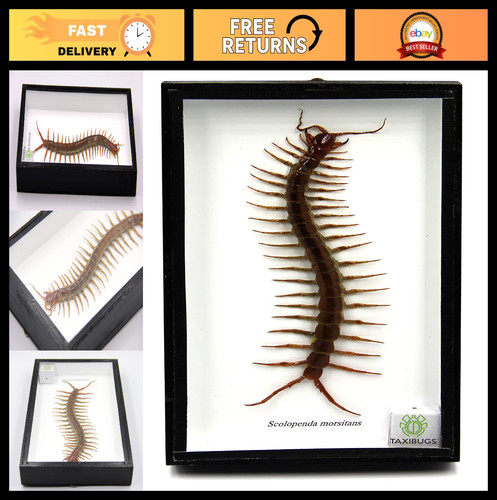 Taxidermy real centipede - 3d,