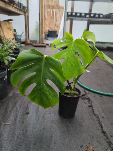 Swiss cheese plant - swiss, 1l