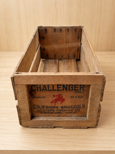 Challenger california broccoli - challenger,