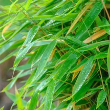 Fargesia Murielae Umbrella Bamboo |  Evergreen Live Screening Plant 13cm Pot