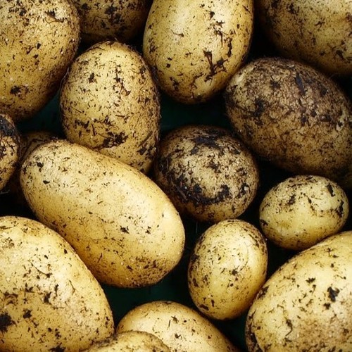 Nicola seed potatoes - nicola,