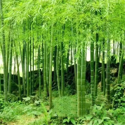 100 moso bamboo seeds - x,