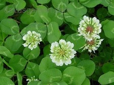 10 LBS WHITE DUTCH CLOVER SEED