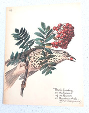 Botanical Prints Vintage Thrush Feeding on Berries , Bookplate Wall Art 1977