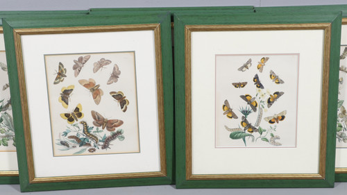 British moths humphreys - moths,