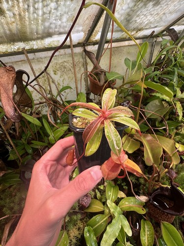 Nepenthes aenigma exact - nepenthes, aenigma,
