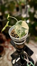 Alocasia ‘Maharani Albo’