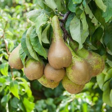 Fruit Tree, Pear Little Conference, Juicy Autumn Crop, Supplied in 4.5L Potted