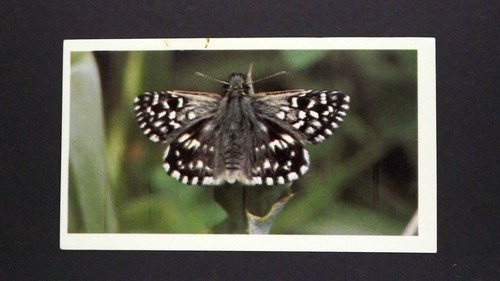 Grandee cigar card - grandee,