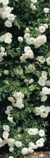 Climbing Rose White Climber