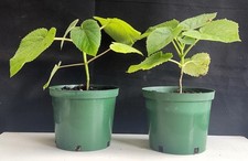 2 x PAULOWNIA TOMENTOSA plants (FOXGLOVE TREE)  1.5 litre pot 2 year old plants