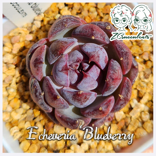 Echeveria blueberry - echeveria, 'blueberry'