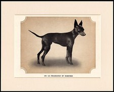 ENGLISH TOY TERRIER LOVELY