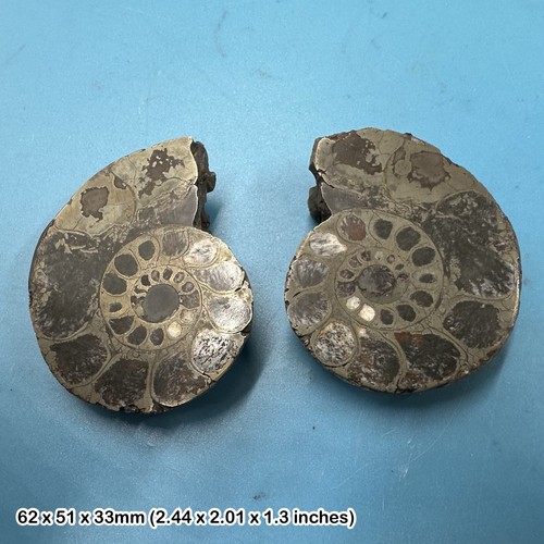 Pyrite ammonite cut and - cut,